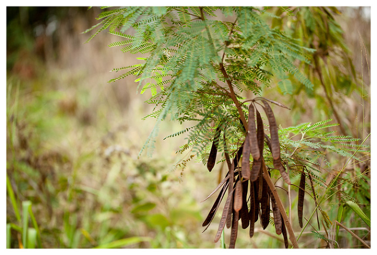 waialua fields Hawaii photographer