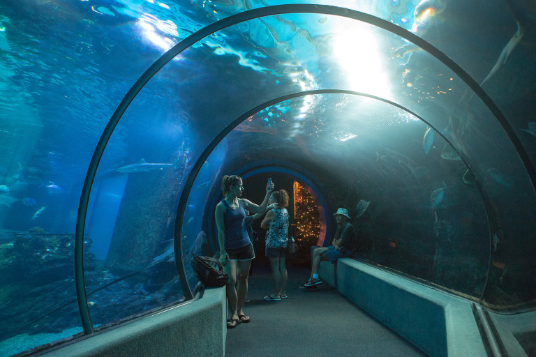 Open Ocean exhibit shark tank Maui Ocean Center