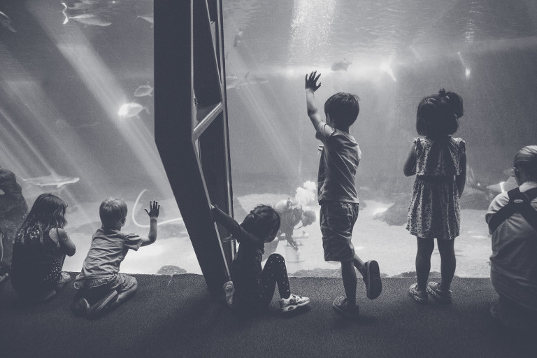 Open Ocean exhibit shark tank Maui Ocean Center