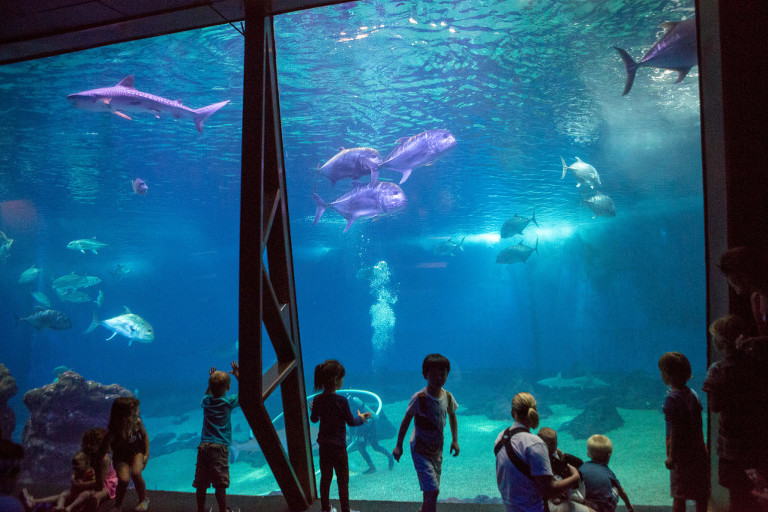 Open Ocean exhibit shark tank Maui Ocean Center