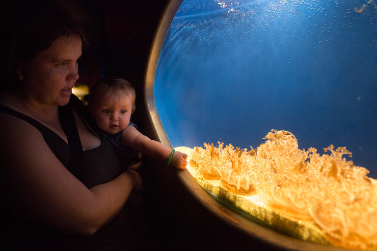 peek into marine life at Maui Ocean Center