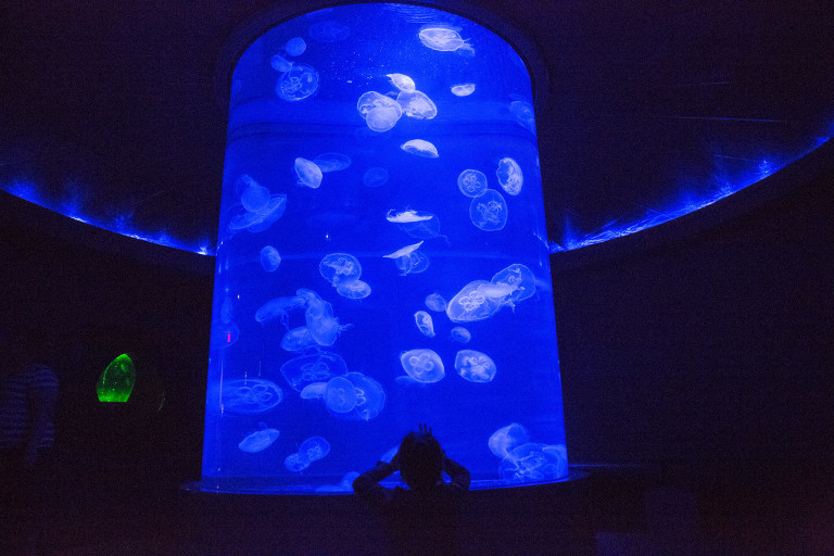 Maui Ocean Center jellyfish exhibit