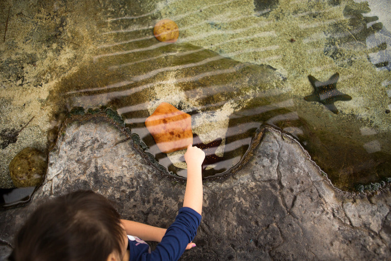 touch pool with the family at the Maui Ocean Center