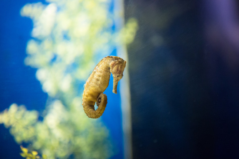 seahorse at Maui Ocean Center